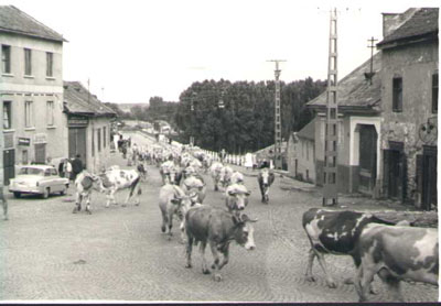 tehenek m.JPG (33276 bytes)